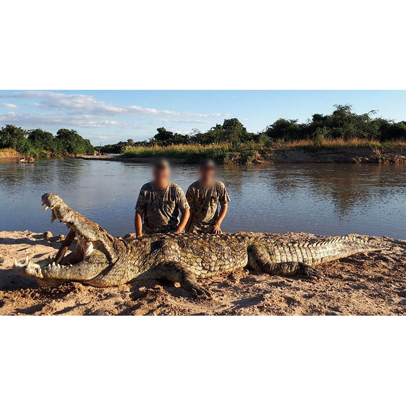 Crocodile tiré sur un territoire de chasse en Zambie