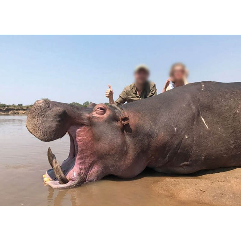 Chasse à l'hippopotame en Zambie