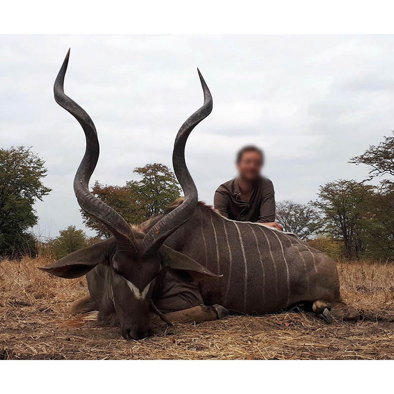 Grand Koudou prélevé en Zambie