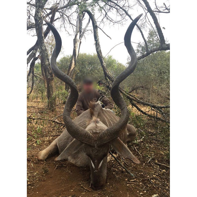 Grand Koudou tiré sur un territoire de chasse en Zambie