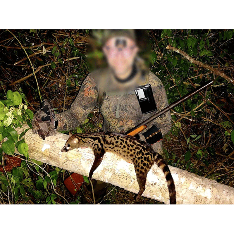 Palm Civet hunted in Ghana