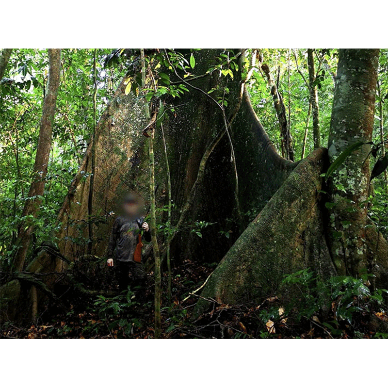 Ghana Rainforest