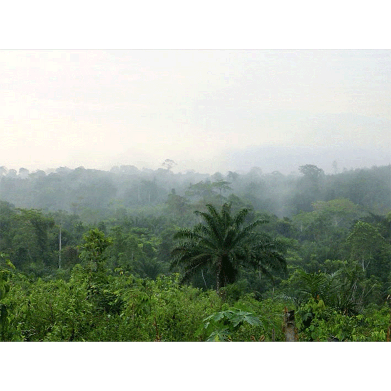 Ghana rainforest in the south near Cape Coast