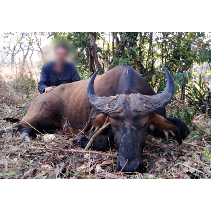 West African Savannah Buffalo, one of the Big Five, hunt on Mayo Rey area - Buffle de savane chassé 