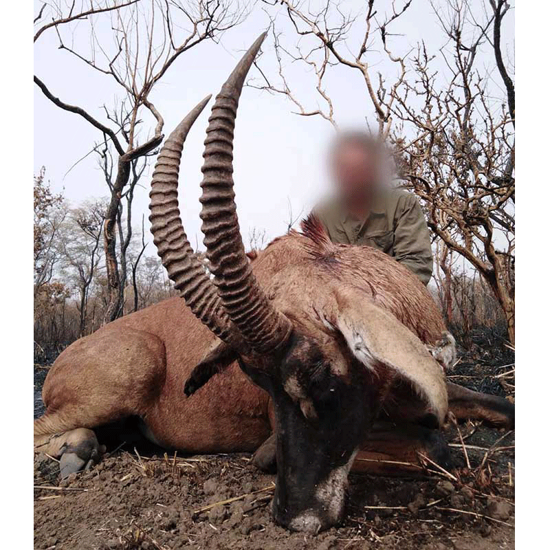 Roan Antelope trophy from Mayo Rey area in Cameroon - Hippotrague chassé au Cameroun