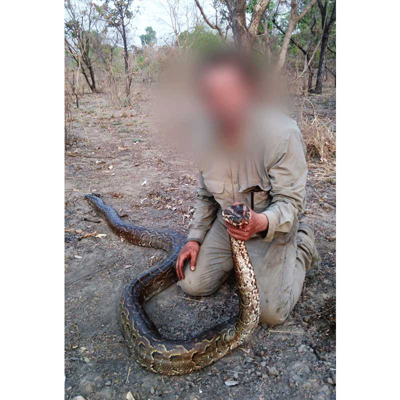 Python hunt in Mayo rey area, Cameroon, in 2020