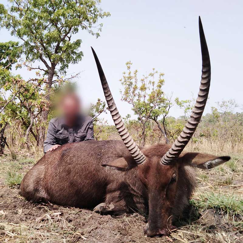 Sing Sing Waterbuck hunt on special license, in Mayo Rey area in Cameroon