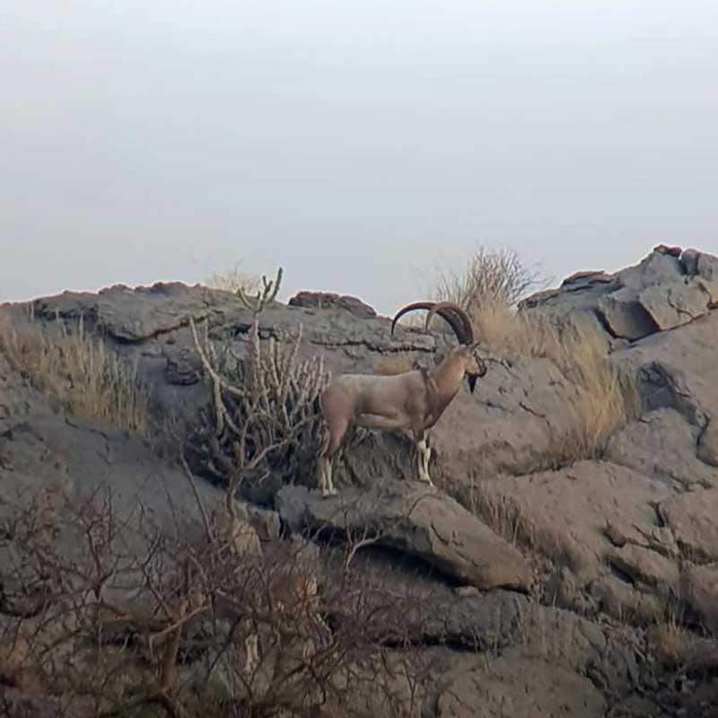 Sindh Ibex in the desert of the Pab Hills in Baluchistan region in Pakistan