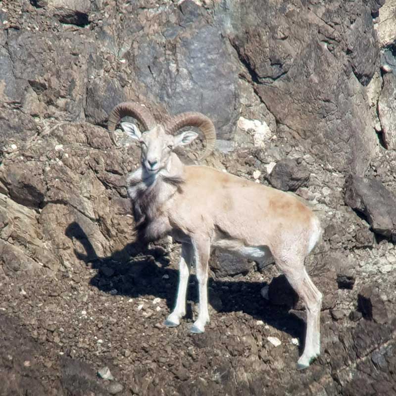 The Afghan Urial, another urial species found on the hunting area in the Pab Hills