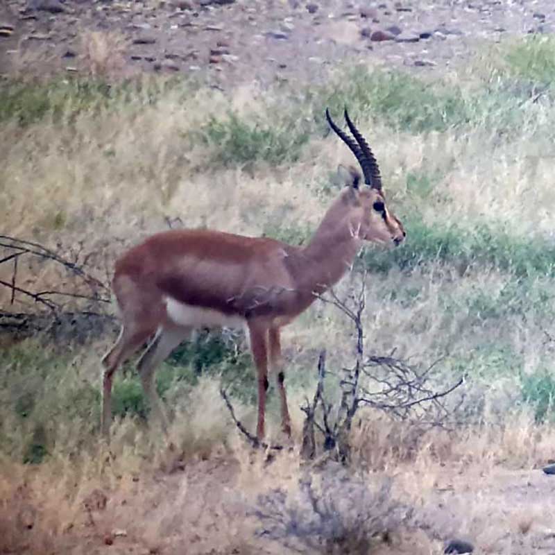 Chinkara Gazelle, an antelope species present in the south of Pakistan