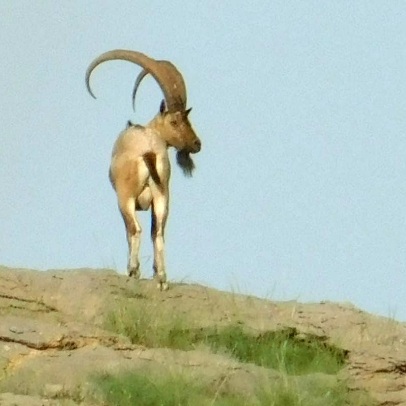 Sindh Ibex in the Pab Hills, Pakistan