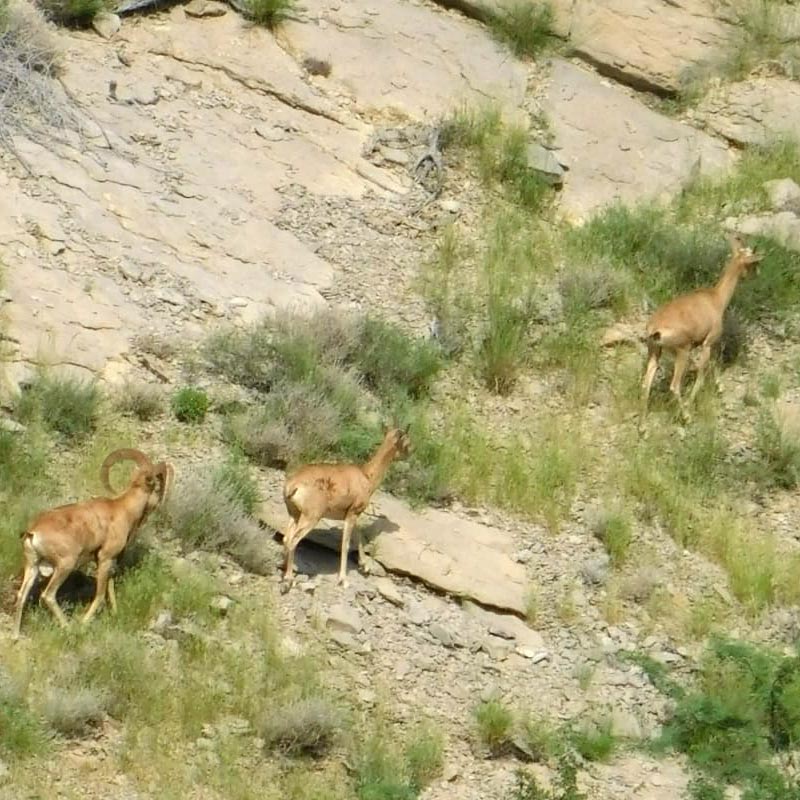 Urials on the hunting area, in the Pab Hills, Balochistan region, Pakistan